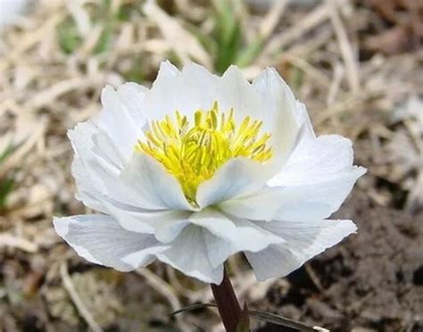 干雪莲花的禁忌什么人不能吃（孕妇、体质虚弱者、痰湿体质者）
