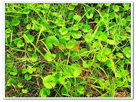 匍匐茎有哪些植物（薄荷、草莓、铁线莲）