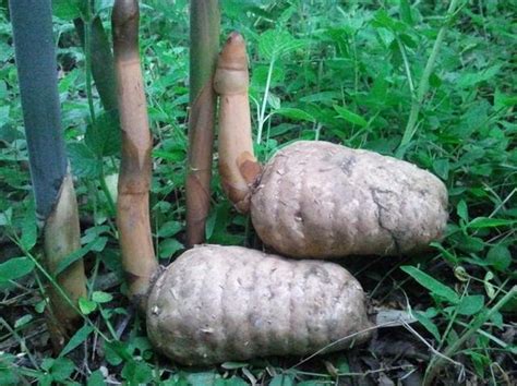 天麻的种植方法和条件，种植方法／生长条件