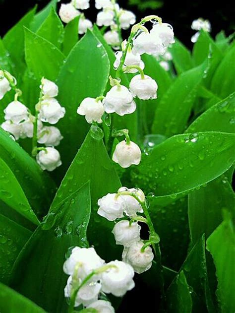 铃兰的花语和象征意义，花语、象征意义