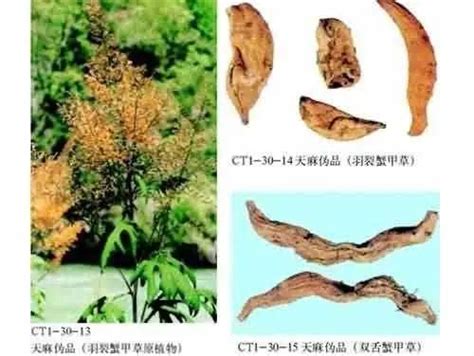 真天麻和假天麻的区别（特点／假的特点／和假天麻的区别）