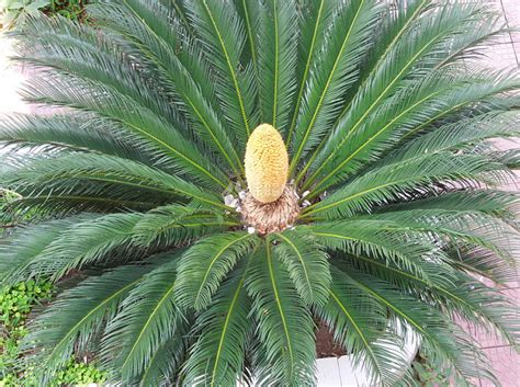 铁树开花是什么生肖啊，铁树开花、生肖与铁树开花、结语