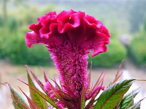 鸡冠花什么季节开花，春季开花、夏季开花、其他季节