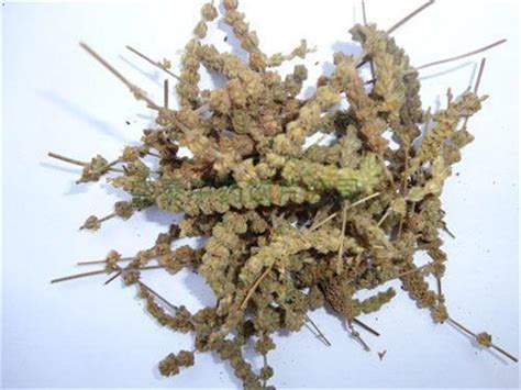杉树根怎么治痔疮（制备／制剂／使用治疗痔疮）