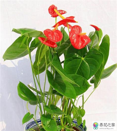 红掌白掌的风水寓意（风水寓意／白掌的风水寓意／与白掌的搭配）
