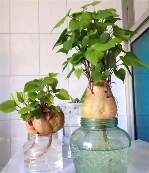 水培红薯怎么养才能更旺盛，选种／水质和水温／养护