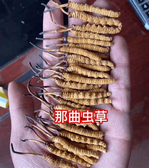 野生冬虫夏草什么价，价格、药用功效、应用范围