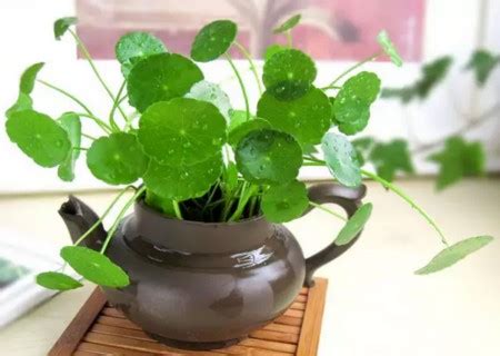 铜钱草怎么分盆，时机／选择合适的盆器／步骤