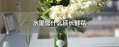 鲜花保鲜水里加什么（营养物质、杀菌剂、保湿剂）
