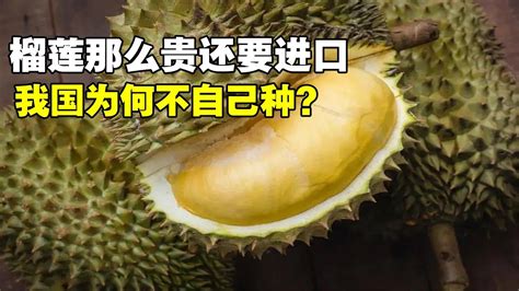 为啥榴莲卖那么贵（供需关系紧张、运输成本高昂）
