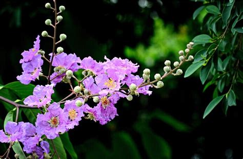 紫薇花长什么样子（外观特征／花朵形状／开花季节）