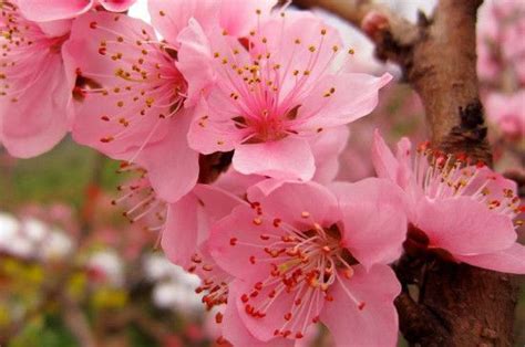 最简单的介绍桃花特点，花色丰富、花期短暂、具有寓意