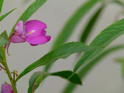 凤仙花的根是什么根，特点、功能、管理