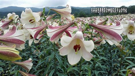 可食用百合花长什么样的，外观特点、食用方法、注意事项