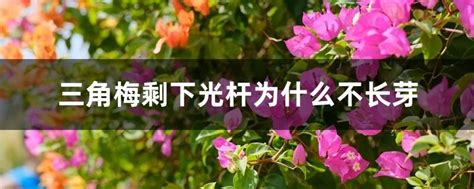 三角梅剩下光杆为什么不长芽，光线不足／温度不适／养护方式不当