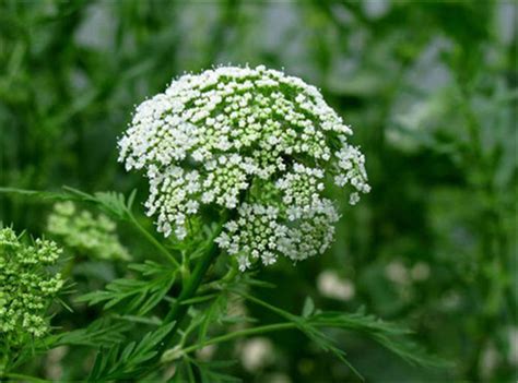 蛇床花开花时间，时间、特点、与相关的知识