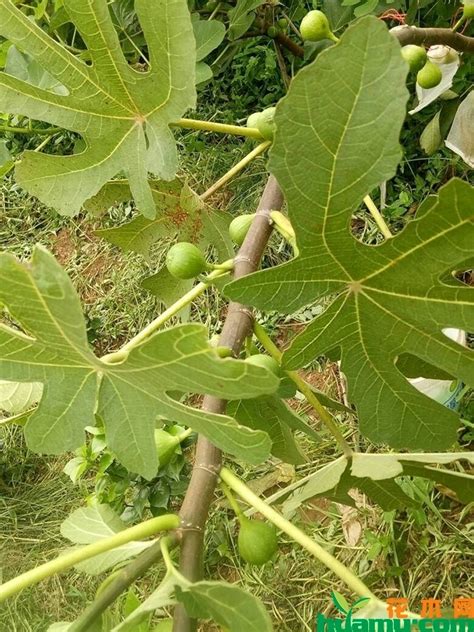无花果种在哪里最好，海滨地区、温暖地区、河谷地区