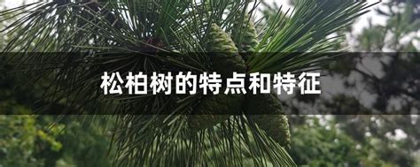 松柏树的特点和特征（生长环境／外观特征／生长习性）