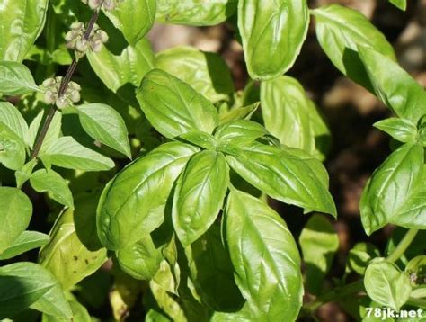罗勒叶是什么菜，特点／用途／药用价值
