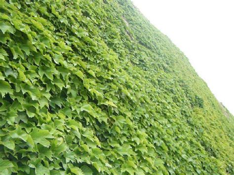 爬山虎几月份种合适，种植最佳时间、生长环境要求、繁殖方式