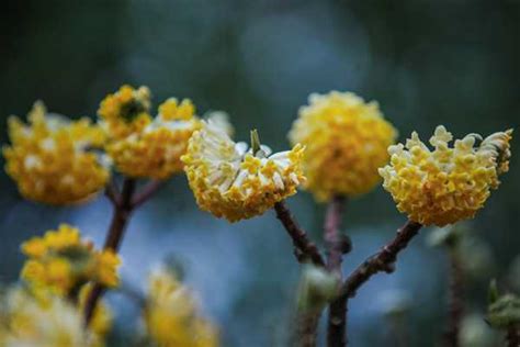 结香花可以扦插吗，方法、注意事项、结香花的繁殖方式