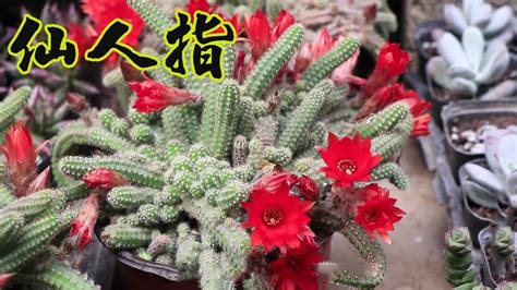 仙人指为什么不开花如何养，生长环境、水分控制、施肥方法