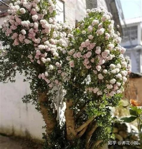 一招让玉树开花，提供适宜的环境／合理施肥／科学修剪