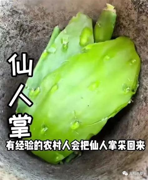 仙人掌治糜烂胃炎，药用价值／治疗糜烂胃炎的方法／注意事项