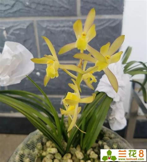 兰花适宜的温度和湿度，兰花对光照和湿度的要求
