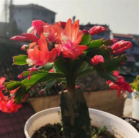 蟹爪兰一盆适合栽几棵（适合栽几棵／栽植技巧／管理要点）