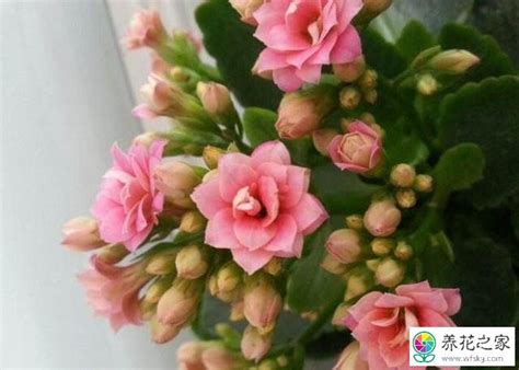 长寿花需要每年重新扦插吗，生长习性／环境适应能力／繁殖方式