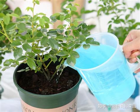磷酸二氢钾可以浇花吗，适合浇花的原因／不适合浇花的原因
