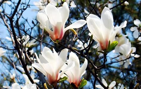 玉兰花的样子和特点（外观、开放方式、生长环境）