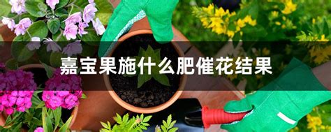 嘉宝果施什么肥最好（有机肥／复合肥／微量元素肥）