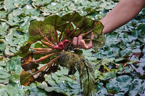 菱角怎么种植方法（选种／播种／养护）