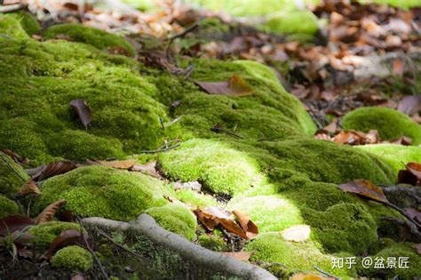 苔藓怎么养才能绿（选择合适的养殖环境、适量浇水、定期修剪）