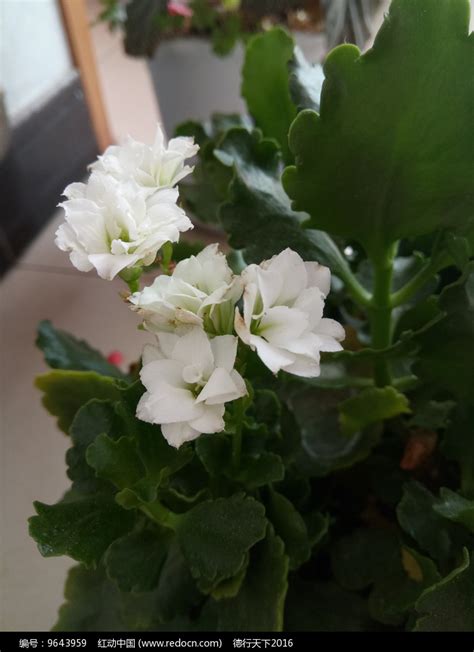 白色长寿花寓意，长寿／纯洁／美好的愿望