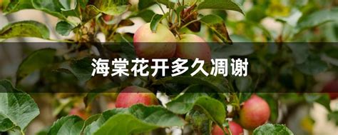 海棠花开多久凋谢，开放时间、凋谢原因、结语
