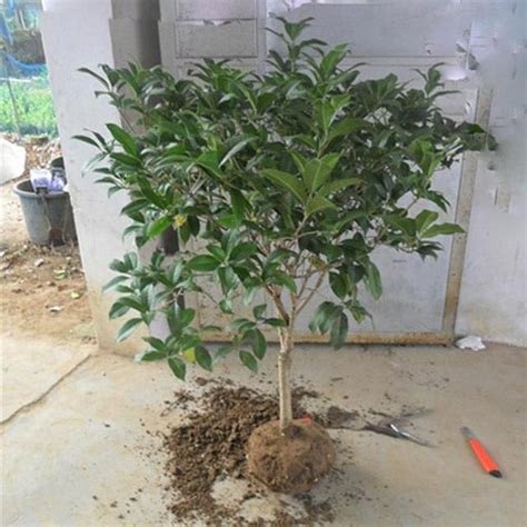 大桂花树移栽方法和注意事项（准备工作、移栽方法、注意事项）