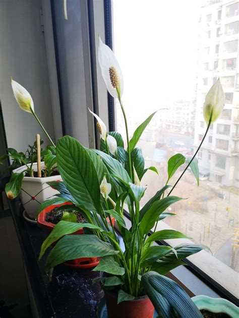 水培白掌怎么养才能开花更旺盛（光照／温度／水肥）