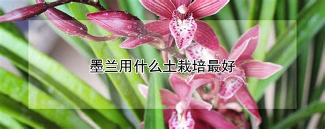 墨兰用土还是用石子栽培，墨兰适应性／水分保持／营养供应