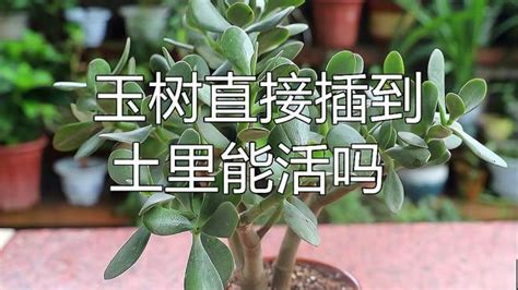 玉树直接插到土里能活吗，玉树的生长环境、直接插到土里的优点