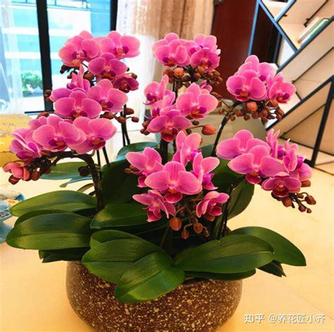 蝴蝶兰如何再次开花，日照充足、适宜温度、适量浇水
