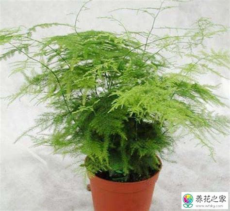 种文竹用什么土壤最好，沙质土壤／腐叶土／泥炭土