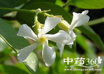 络石藤民间妙用（祛风活络、清热解毒、护发养发）