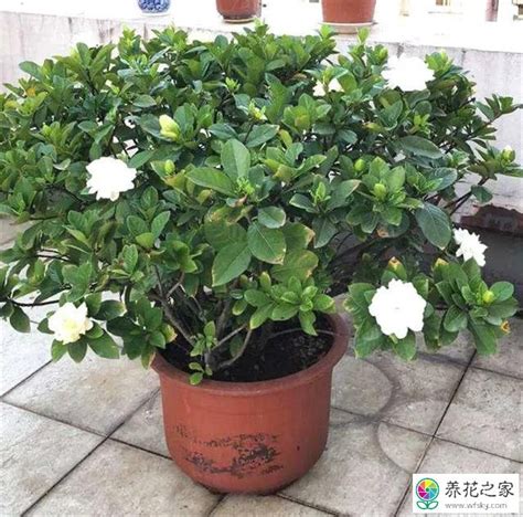 栀子花家养风水不好是真的吗（寓意／养护技巧／说法真实性）
