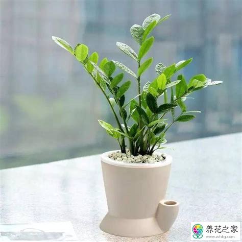 金钱树多少天浇一次水，生长环境／频率／技巧