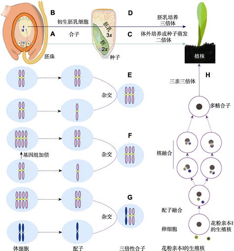 被子植物的胚乳是几倍体，倍性／重要性／应用