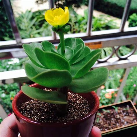 金钱木会开花吗，特点／是否会开花／花朵特点