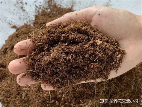 泥炭土和椰糠有什么区别，泥炭土／椰糠／区别